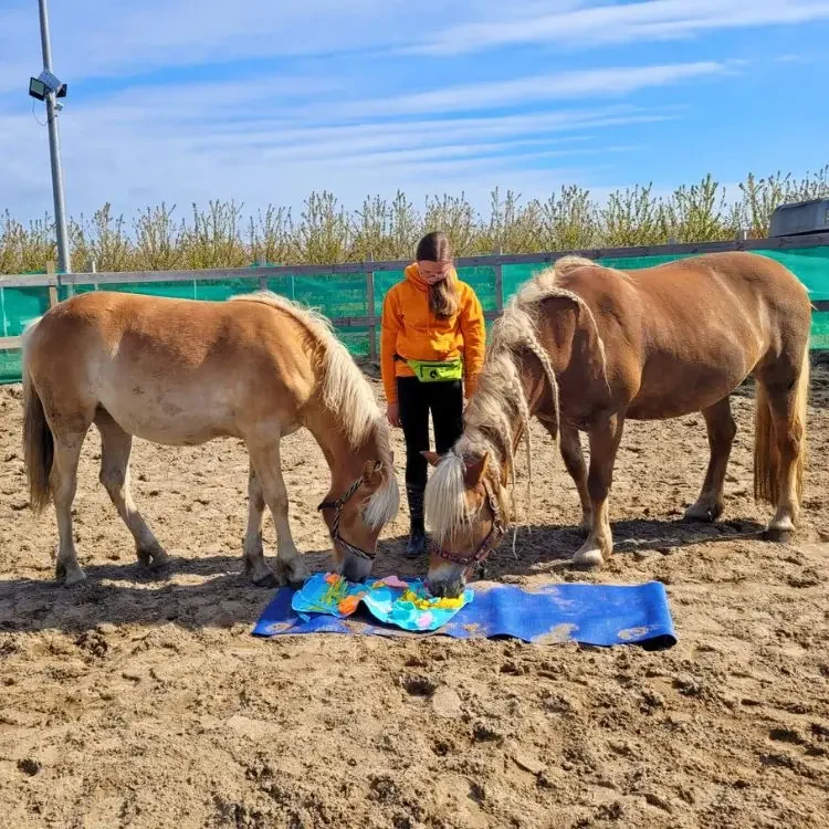 Twee paarden onderzoeken kleurrijke materialen op een blauwe mat, begeleid door een persoon in oranje hoodie in een zonnige buitenpaddock