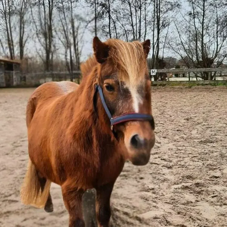 Paard Ollie met roodbruine vacht en lichte manen staat rustig in een zandpaddock, omringd door bomen en boerderijgebouwen in een landelijke omgeving
